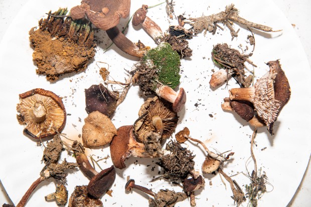 Wild mushrooms foraged around the Telluride region sit for display in an educational tent during the 43rd Telluride Mushroom Festival held in Telluride Colo., Sunday, August 20, 2023. (Photo by William Woody/Special to The Denver Post)