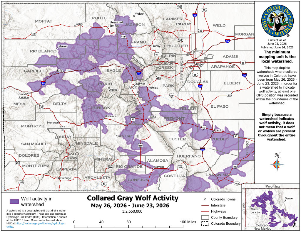 Colorado wolf crosses I-25 as part of wide-ranging movement, map shows
