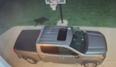 Wildlife expert urges caution after black bear sightings in Tri-State