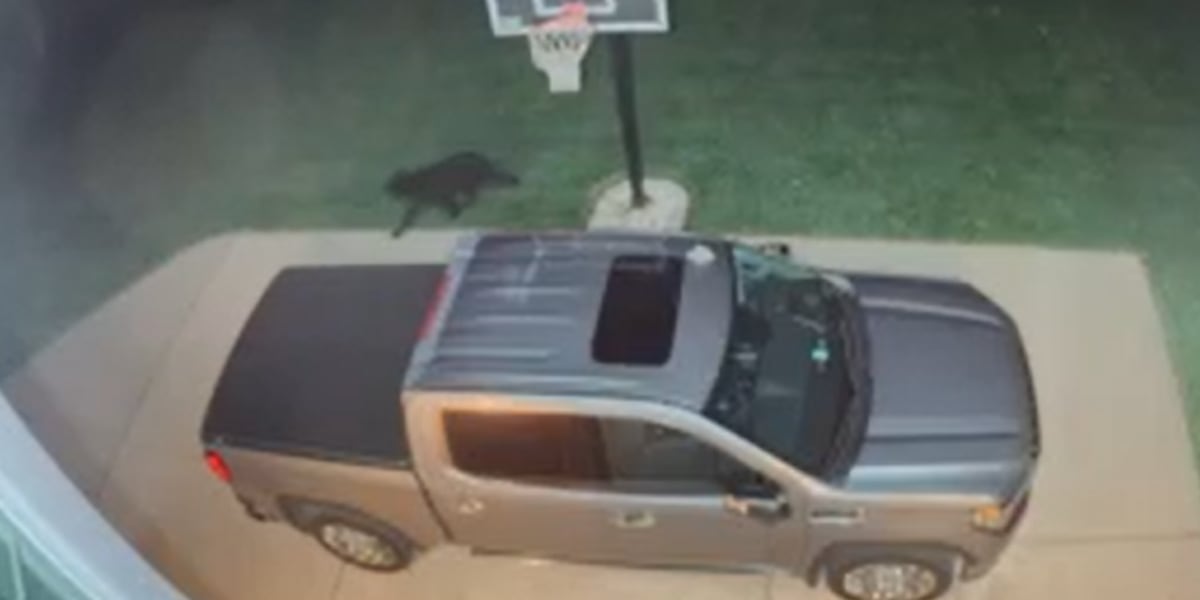 Wildlife expert urges caution after black bear sightings in Tri-State