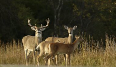 Hunters now allowed to hunt more antlerless deer in effort to curb growing population