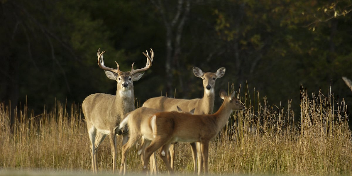 Hunters now allowed to hunt more antlerless deer in effort to curb growing population