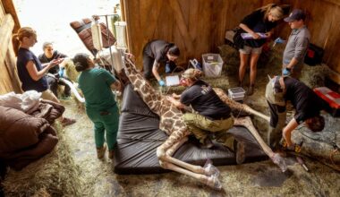 National team brought to Safari West to address 2-year-old giraffe's debilitating cysts