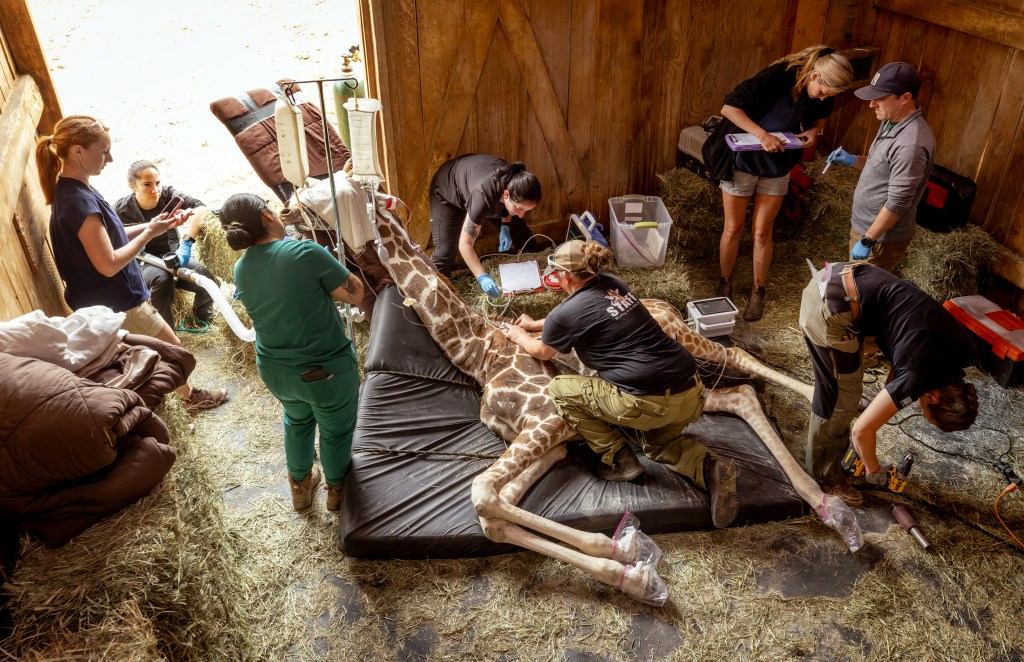 National team brought to Safari West to address 2-year-old giraffe's debilitating cysts