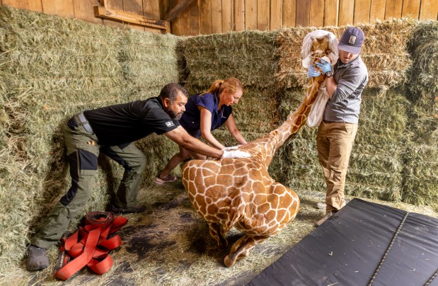 Dr. Brian Sadler, right, holds the head of 2-year-old Zeyna while Dr. Emily Cehrs and Steve Foxworth roll the tranquilized giraffe over onto a padded mattress Friday, June 19, 2026 at the Safari West animal preserve in Santa Rosa. (John Burgess/The Press Democrat)