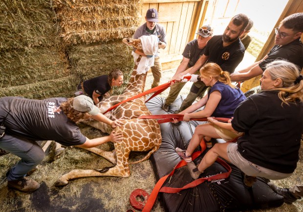 Veterinarians and keepers from Safari West, Oakland and San Diego Zoos along with an exotic animal hoofcare crew from Ohio, use straps to position Zeyna, a 2-year-old giraffe, onto a padded mattress after she was tranquilized Friday, June 19, 2026 at the Safari West animal preserve in Santa Rosa. (John Burgess/The Press Democrat)