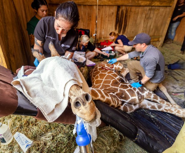 Oakland Zoo vet tech Quincy Grey, starts an IV line while Dr. Brian Sandler, right, checks the vitals of the tranquilized Zeyna, a 2-year-old giraffe Friday, June 19, 2026 at the Safari West animal preserve in Santa Rosa. (John Burgess/The Press Democrat)