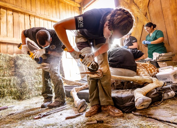 Maddie Hendrickson, center, and Steve Foxworth, with the Zoo Hoofstock Trim Program from Ohio, work as fast as they can with grinders to flatten and shaped 2-year-old Zeyna's damaged hooves Friday, June 19, 2026 at the Safari West animal preserve in Santa Rosa. (John Burgess/The Press Democrat)