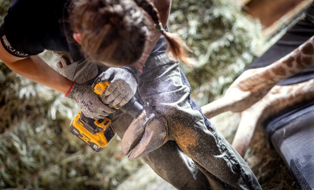 Maddie Hendrickson, with the Zoo Hoofstock Trim Program from Ohio, uses a wire brush to clean between the damaged hooves of 2-year-old Zeyna Friday, June 19, 2026 at the Safari West animal preserve in Santa Rosa. (John Burgess/The Press Democrat)