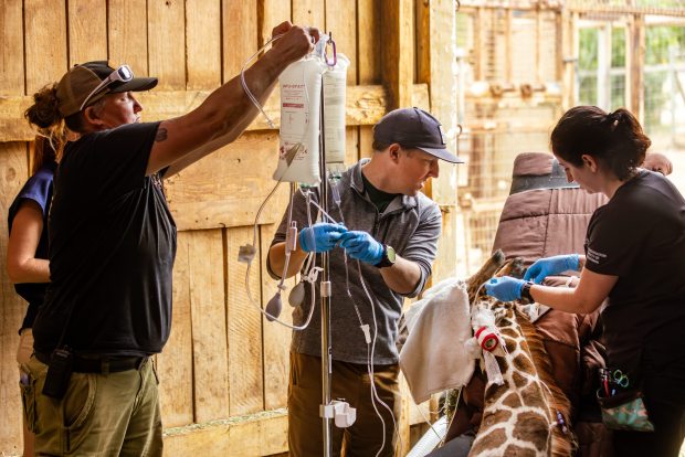 From left, keeper Nikki Smith, Dr. Brian Sadler and vet tech Quincy Grey set up an IV line for the tranquilized Zeyna, a 2-year-old giraffe, while new rubber shoes were glued to her hooves Friday, June 19, 2026 at the Safari West animal preserve in Santa Rosa. (John Burgess/The Press Democrat)