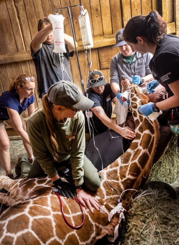 After waking from sedation before the hooves were finished, the keepers hold Zeyna down while administering a new small dose of sedation meds through the IV Friday, June 19, 2026 at the Safari West animal preserve in Santa Rosa. (John Burgess/The Press Democrat)