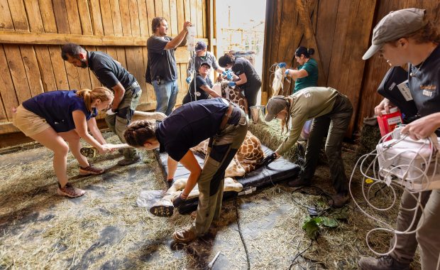 Veterinarians and keepers from Safari West, Oakland and San Diego Zoos along with an exotic animal hoofcare crew from Ohio manually move Zeyna's legs to prepare her for awakening after the hooves were completed Friday, June 19, 2026 at the Safari West animal preserve in Santa Rosa. (John Burgess/The Press Democrat)