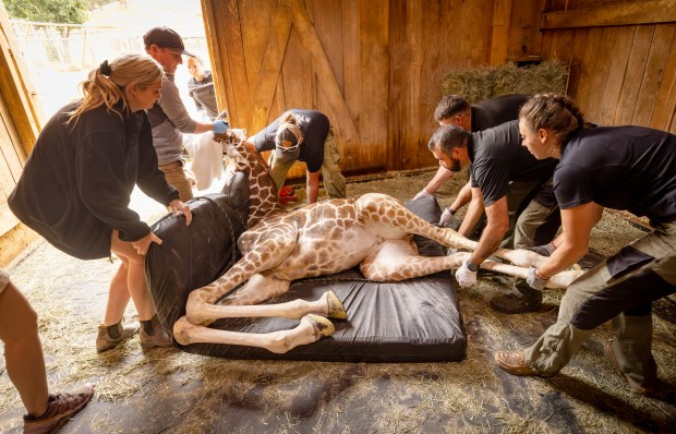 After the IV's are removed, Zeyna is moved into position for her to stand easily after she awakens Friday, June 19, 2026 at the Safari West animal preserve in Santa Rosa. (John Burgess/The Press Democrat)