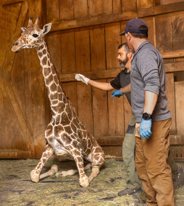 As Zeyna awakens from sedation Dr. Brian Sadler, right, and Steve Foxworth are nearby to help the unsteady 2-year-old giraffe stand on her new padded shoes Friday, June 19, 2026 at the Safari West animal preserve in Santa Rosa. (John Burgess/The Press Democrat)