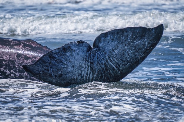 A 25-foot gray whale attempts to get back into the surf after being beached at Trinidad State Beach in Humboldt County, Thursday, May 21, 2026. Nature photographer Michael Salvaggio took photos of the incident while visiting the North Coast, and said the whale eventually returned to the ocean. (Michael Salvaggio)