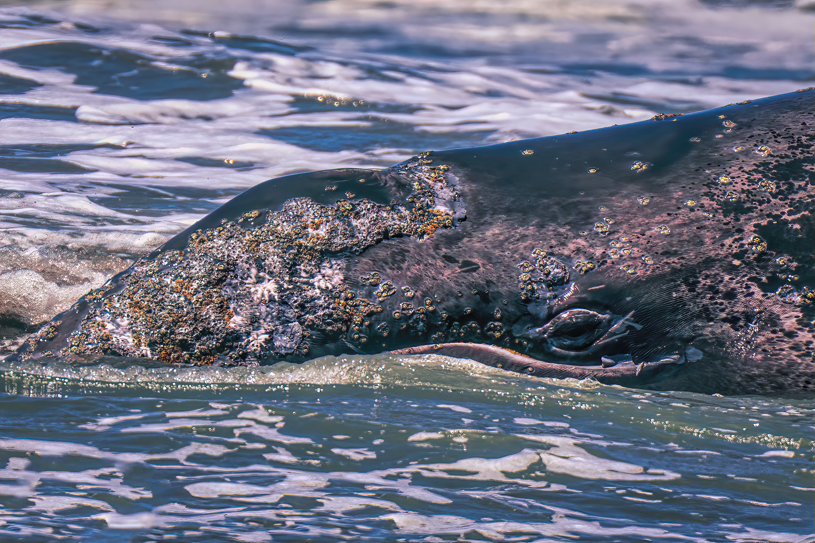 A 25-foot gray whale attempts to get back into the...