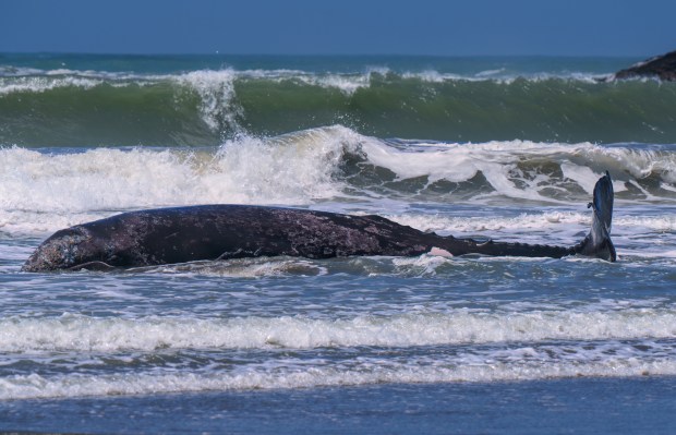 A 25-foot gray whale attempts to get back into the surf after being beached at Trinidad State Beach in Humboldt County, Thursday, May 21, 2026. Nature photographer Michael Salvaggio took photos of the incident while visiting the North Coast, and said the whale eventually returned to the ocean. (Michael Salvaggio)