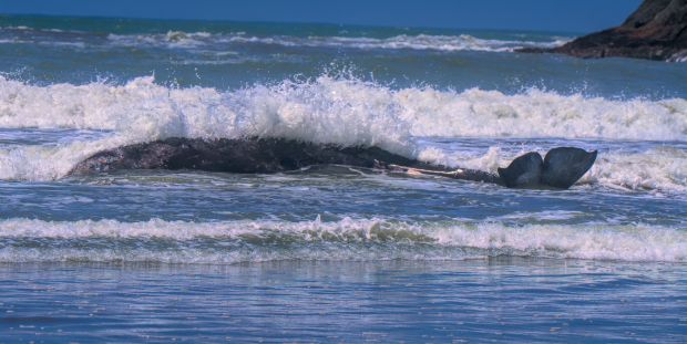 A 25-foot gray whale attempts to get back into the surf after being beached at Trinidad State Beach in Humboldt County, Thursday, May 21, 2026. Nature photographer Michael Salvaggio took photos of the incident while visiting the North Coast, and said the whale eventually returned to the ocean. (Michael Salvaggio)