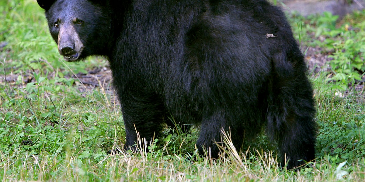 Increased black bear sightings reported in southern Minnesota