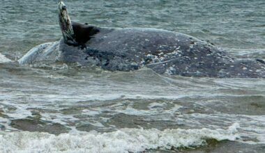Whale washes ashore at Anchor Point