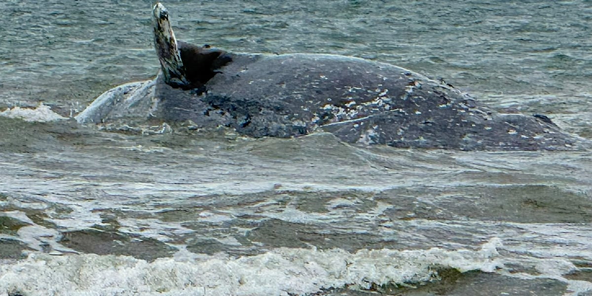 Whale washes ashore at Anchor Point