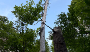 Dead tree in remote NC is hiding colony of rarely seen creatures, biologists say – The Virginian-Pilot