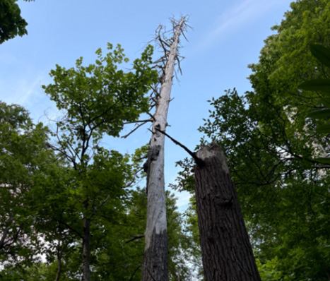 Dead tree in remote NC is hiding colony of rarely seen creatures, biologists say – The Virginian-Pilot
