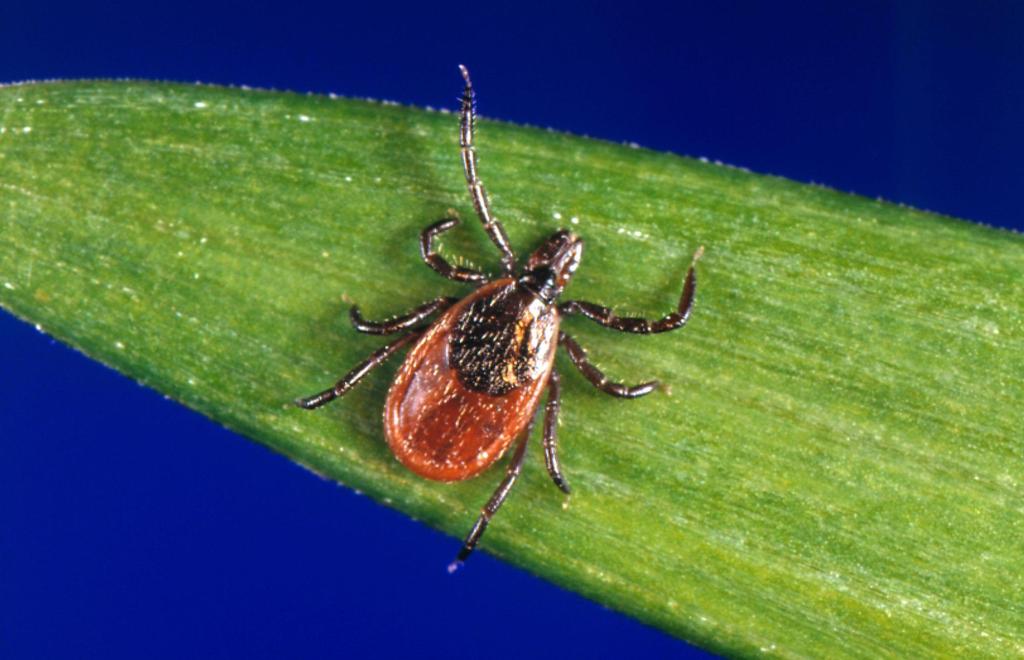 Doctors seeing unusually high rate of disease-carrying ticks in CT