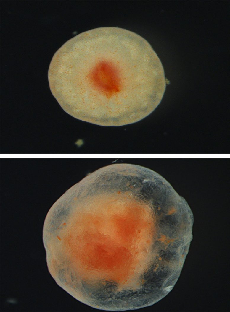 Tube Foot Tissue After Excision