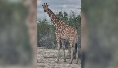 A giraffe named Gracie escaped in Texas. No one can seem to find her