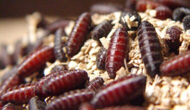 'The U.S. beef supply is safe': Nebraska Cattlemen president discusses New World Screwworm threat