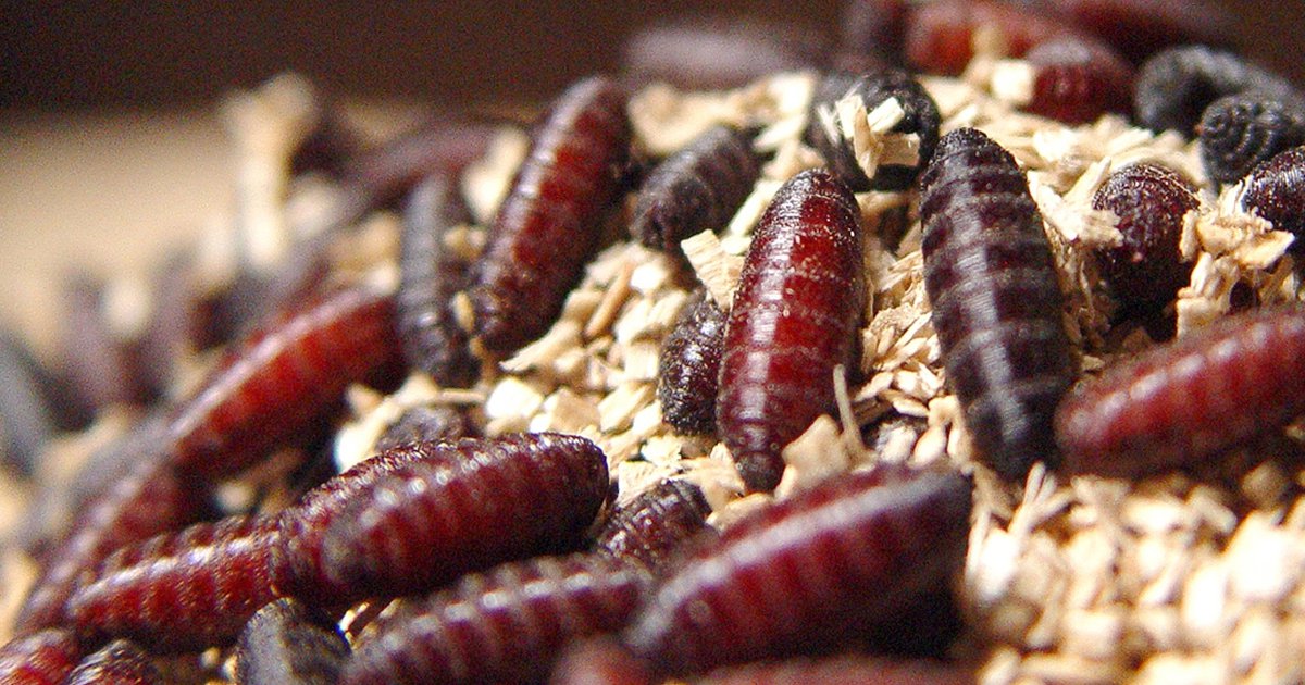 'The U.S. beef supply is safe': Nebraska Cattlemen president discusses New World Screwworm threat