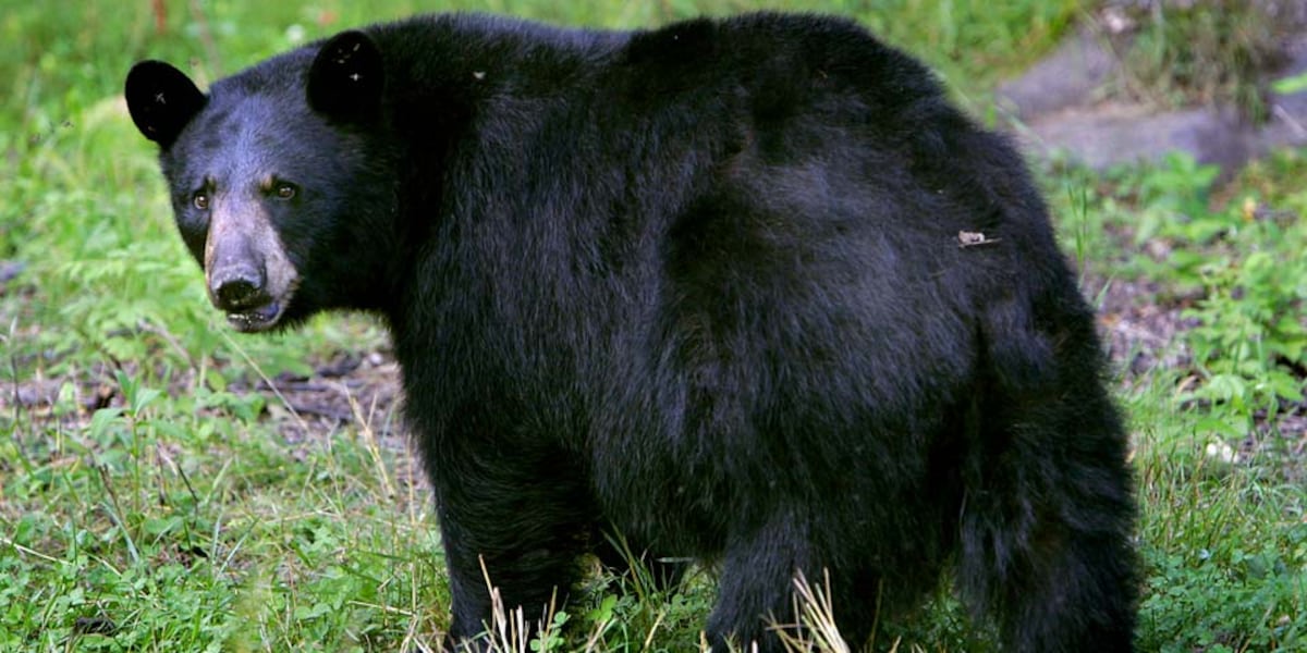 Black bears wandering into Kentucky neighborhoods during breeding season