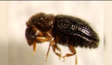 Coffee Berry Beetle infestation expands to two more islands