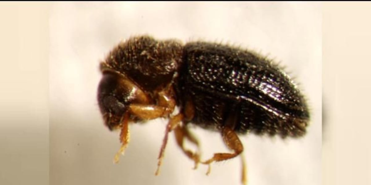 Coffee Berry Beetle infestation expands to two more islands