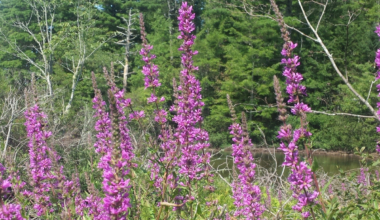 Maine towns fight off invasive flowers as they encroach on popular swimming pond