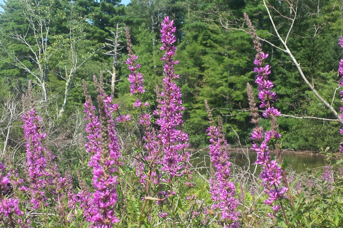 Maine towns fight off invasive flowers as they encroach on popular swimming pond