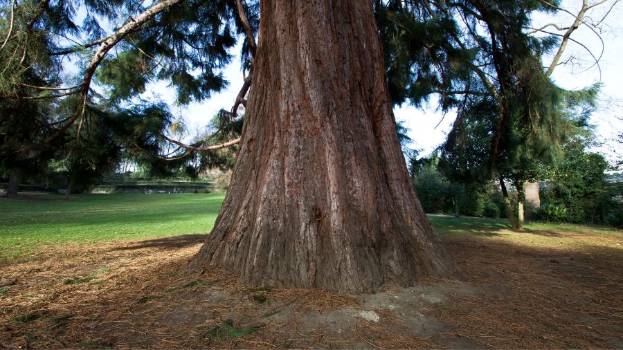 Lakewood douglas fir tree cut down hazard...