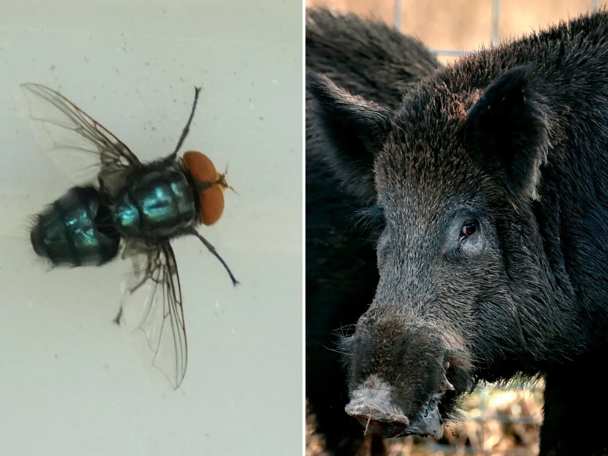 A sterilized screwworm and a feral hog are seen.