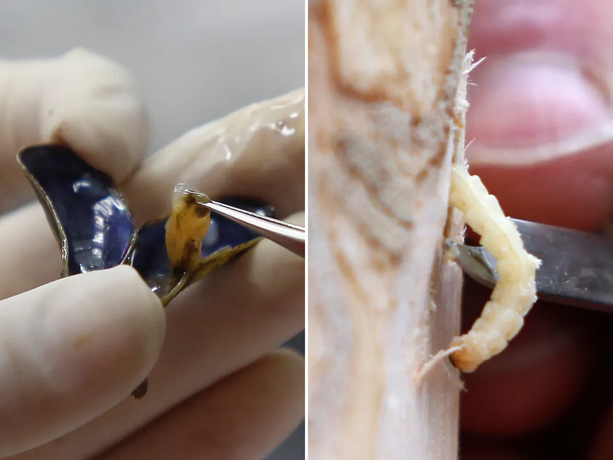 A golden mussel being tweezed out of its shell and an emerald ash borer larvae being removed from an ash tree are seen.