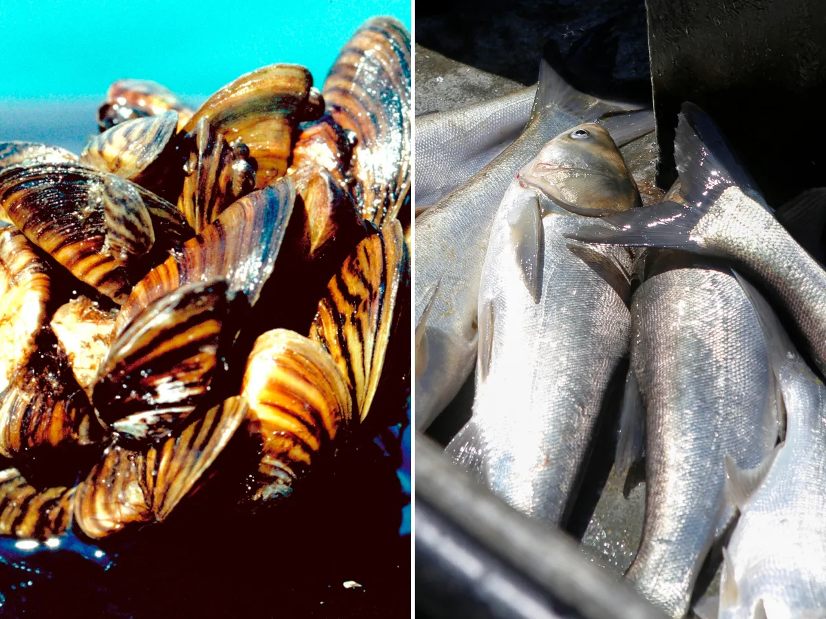 Zebra mussels and Asian carp are seen.