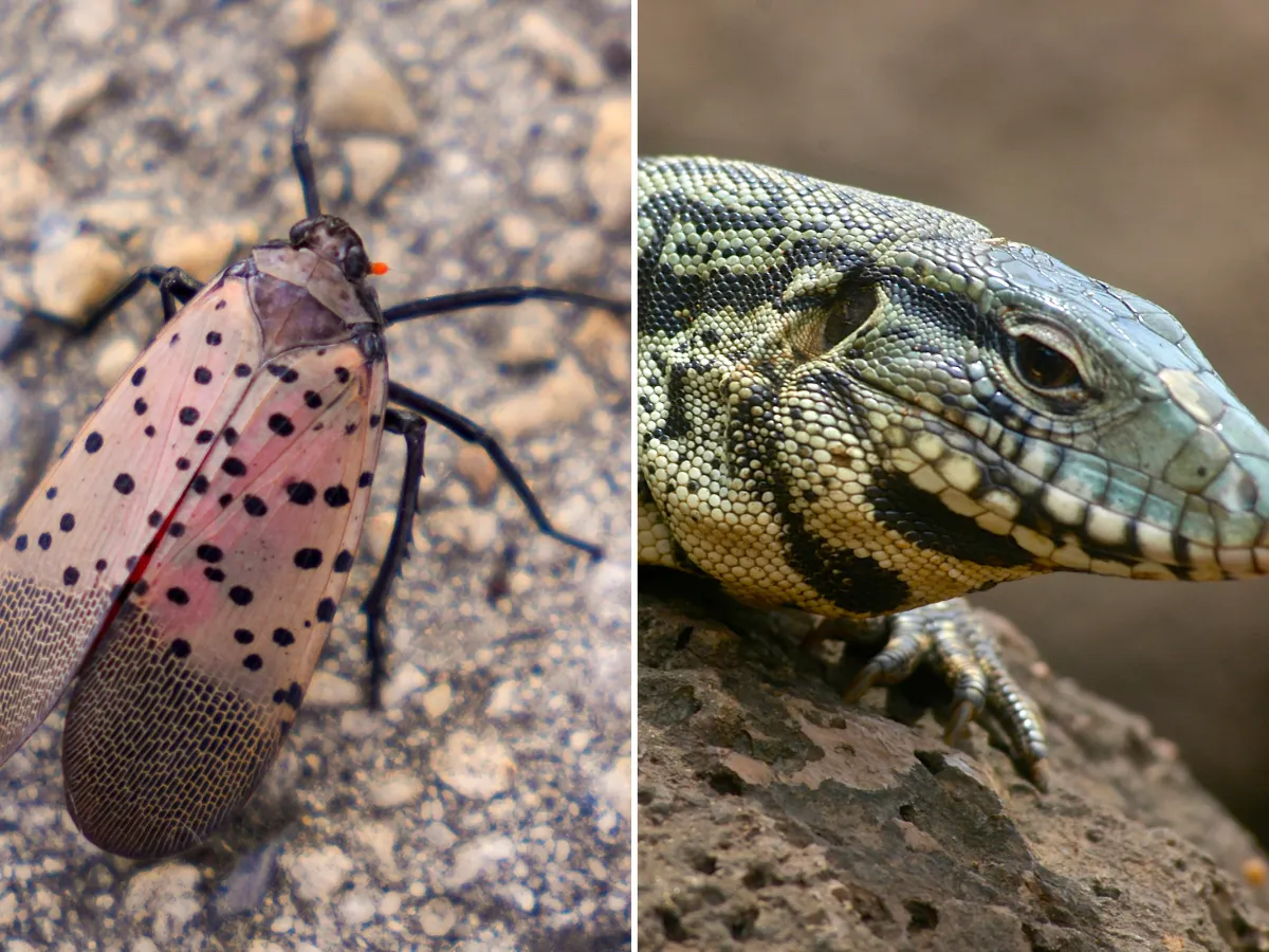 A spotted lanternfly and a black and white Argentine tegu are seen.