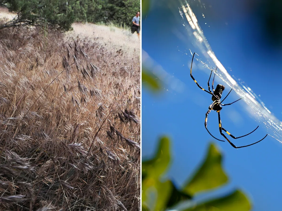 An area of cheatgrass and a Joro spider on its web are seen.