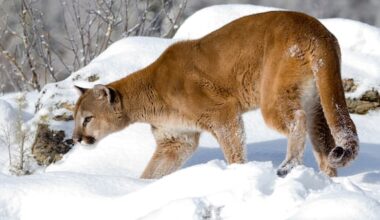 Did Utah almost limit its open-season hunting laws on cougars? – Deseret News