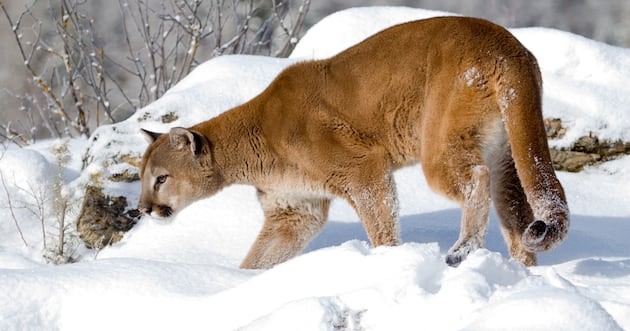 Did Utah almost limit its open-season hunting laws on cougars? – Deseret News