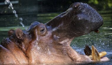 One of the world’s deadliest animals once swam freely in the Detroit River. A dog stopped him
