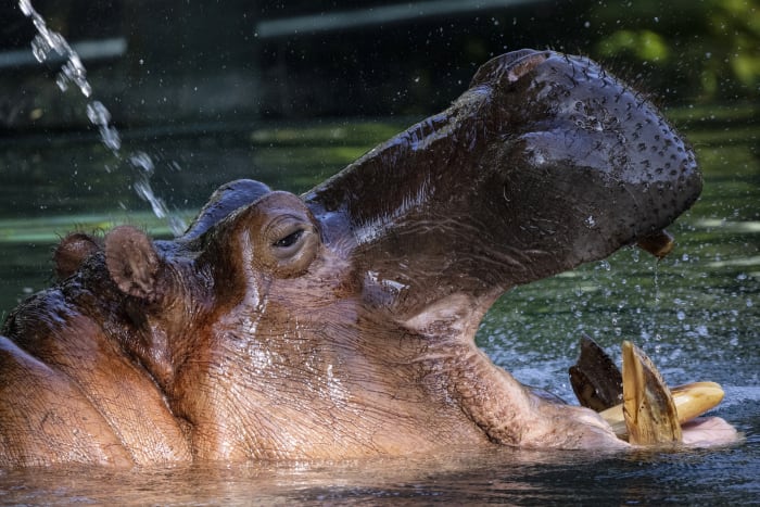 One of the world’s deadliest animals once swam freely in the Detroit River. A dog stopped him