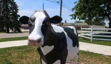Cow statue on the ‘moove’ at Perry Farm in Bourbonnais – Shaw Local