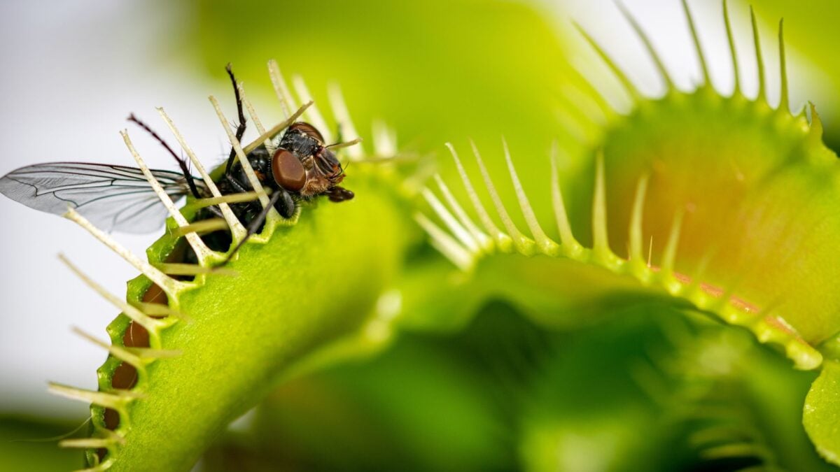 Scientists Finally Solved the Mystery of How Venus Flytraps Snap Shut
