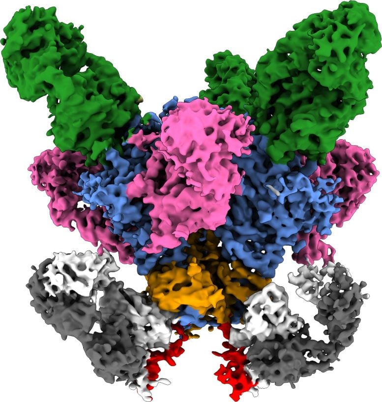 Viral Surface Protein Bound to Multiple Antibodies
